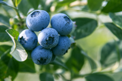 蓝莓表面的白霜是白藜芦醇吗